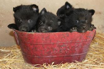 is a schipperke the right dog for you