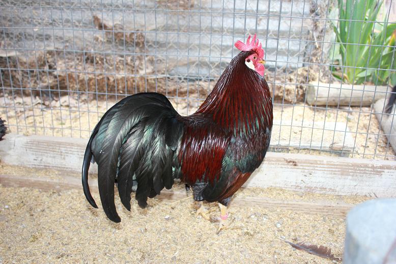 We are proud to have several select pairs of Rose Comb White Leghorn