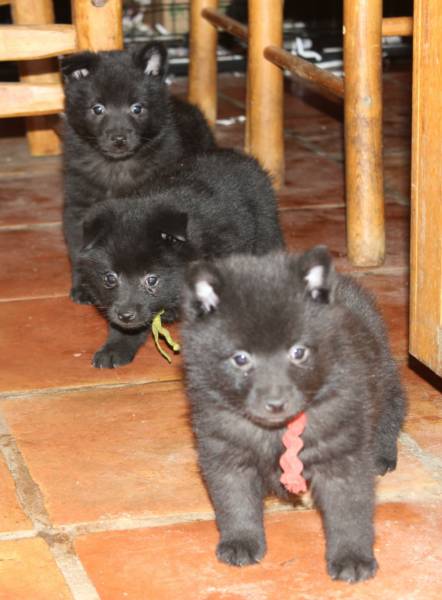 Home Depot Kona >> Schipperkes Home Depot Kona >> Schipperkes